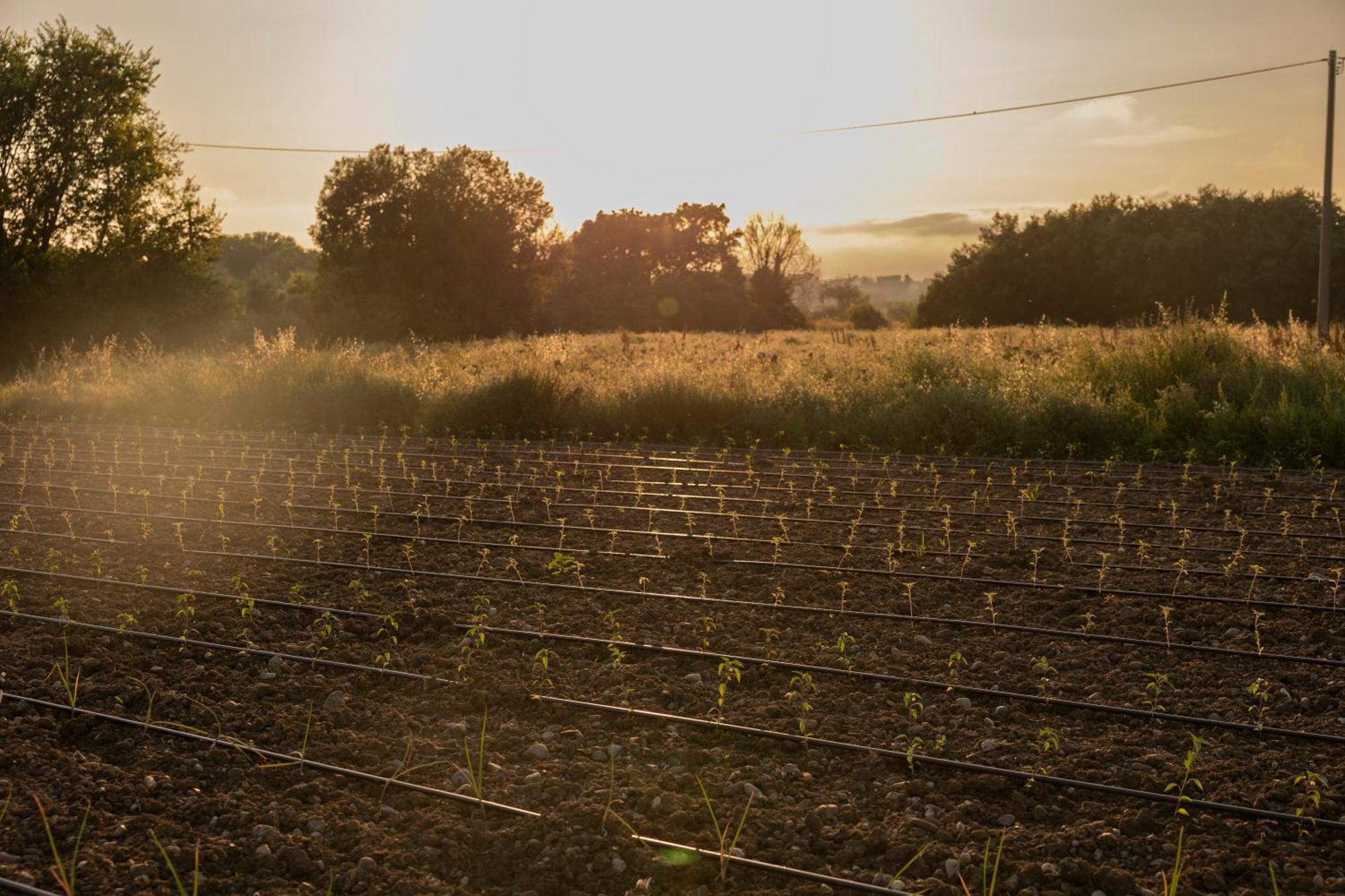 Agri Charme Tenuta Picilli Albanella Kültér fotó